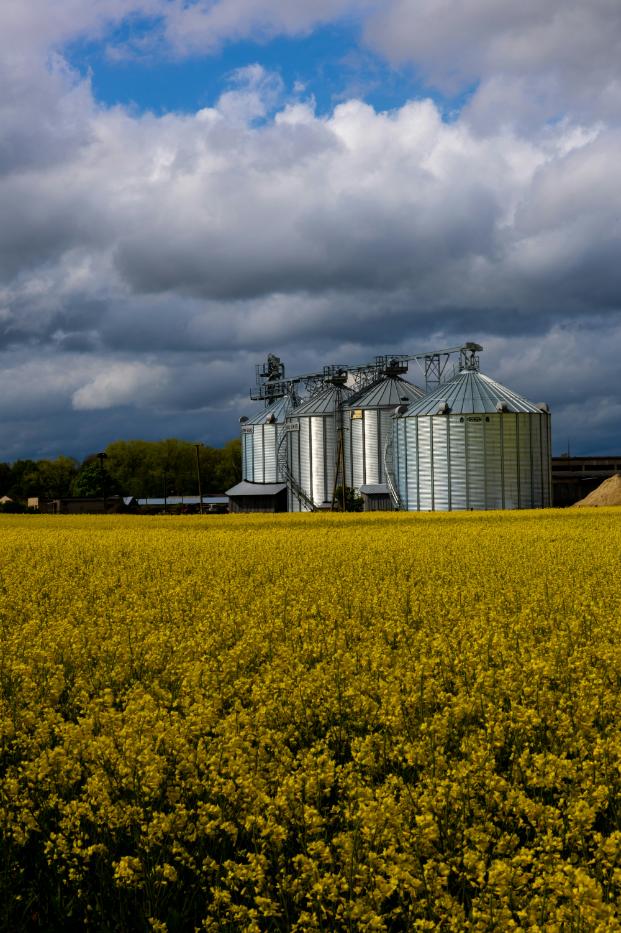 AI Biofuel Optimization